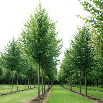 TIPA_Sol_baum_5xv_200-300x35-40x500-700_R_ROE36_02_07_07_19042.jpg