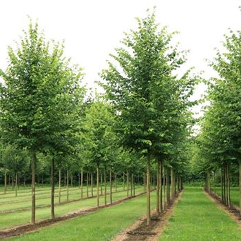 TIPA_Sol_baum_5xv_200-300x35-40x500-700_R_ROE36_2_02_07_07_18994.jpg