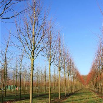 TIPA_Sol_baum_5xv_200-300x35-40x500-700_R_HA2_11_12_07_21639.jpg