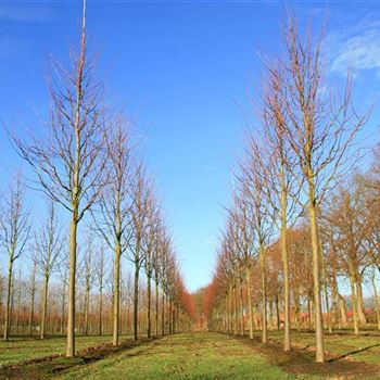 TIPA_Sol_baum_5xv_200-300x35-40x500-700_R_HA2_2_11_12_07_21638.jpg