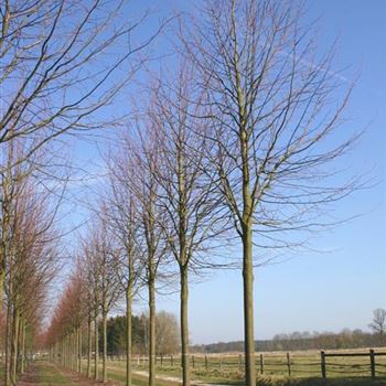 TIPA_Sol_baum_5xv_200-300x35-40x500-700_R_OEL72_05_03_04_8444.jpg