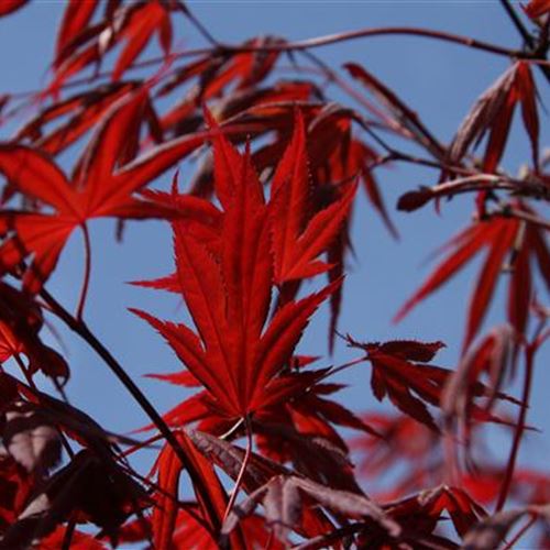 Acer palmatum 'Bloodgood'