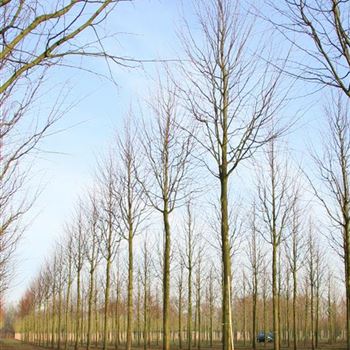 TIPA_Sol_baum_6xv_300-400x40-45+x-700_STH350-400_R_STE54_5_01_12_08_26551.jpg