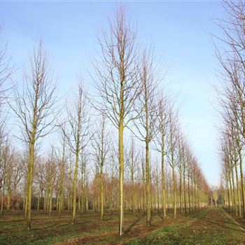 TIPA_Sol_baum_6xv_300-400x40-45+x-700_STH350-400_R_STE54_2_01_12_08_26621.jpg