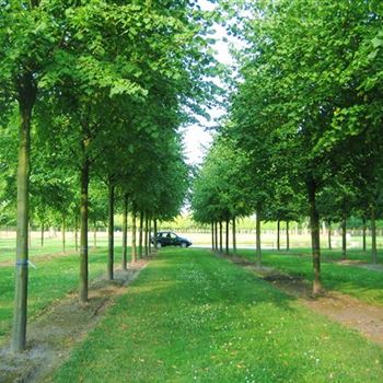 TIPA_Sol_baum_6xv_300-400x45-50x500-700_Staemme_R_ROE38_4_11_09_08_25101.jpg