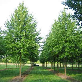 TIPA_Sol_baum_6xv_300-400x45-50x500-700_R_ROE38_11_09_08_25117.jpg