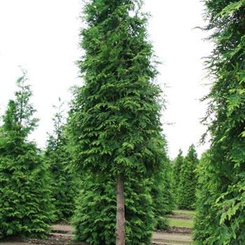 TPEX_Sol_baum_5xv_100-150x30-35x400-500_STH150_G_AUE_14_08_08_24764.jpg