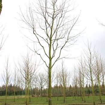 APL_Sol_baum_6xv_300-400x40-45x700-900_2_R_BRE103_02_04_08_22856.jpg