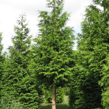 TPEX_Sol_baum_5xv_100-150x30-35x400-500a_G-2122_12_08_10_S_Br__35184.jpg