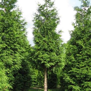 TPEX_Sol_baum_5xv_100-150x30-35x400-500_G-2122_12_08_10_S_Br__35183.jpg