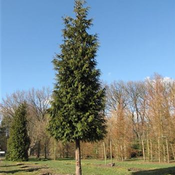 TPEX_Sol_baum_6xv_150-200x45-50x500-700_G-2043_22_03_11_jh_36493.jpg