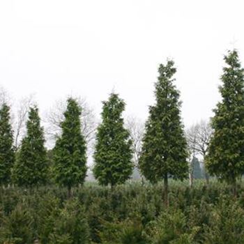 TPEX_Sol_baum_6xv_150-200x45-50x500-700_G_BRU2118_29_03_05_607.jpg