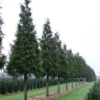 TPEX_Sol_baum_6xv_150-200x45-50x500-700_G_BRU2118_3_29_03_05_606.jpg
