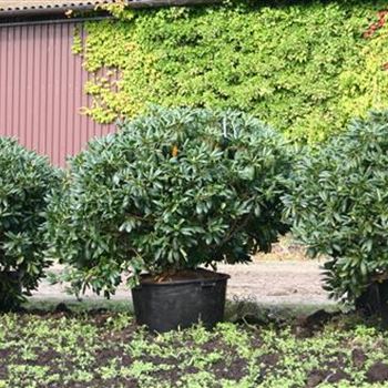 RREL_Schaupflanze_5xv_Br100-120xHoe100-120_Co_120ltr_IP_5_26_08_05_3500.jpg