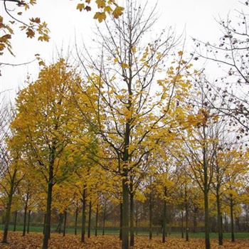 APL_Sol_baum_6xv_300-400x50-60x700-900_R-31_19_11_14_jh_39908.jpg