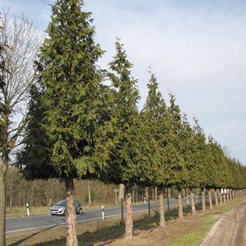 TPEX_Sol_baum_6xv_150-200x50-60x500-700a_G-2033_06_03_13_jh_38958.jpg