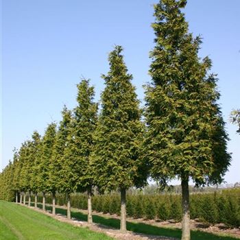TPEX_Sol_baum_6xv_150-200x50-60x500-700_G_BRU2118_2_24_04_05_608.jpg