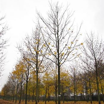 APL_Sol_baum_6xv_300-400x50-60x700-900c_R-50_21_11_13_jh_39267.jpg