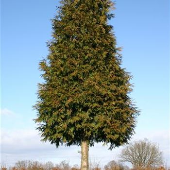 TPEX_Sol_baum_6xv_200x60-70x700-900_G_HOF25_4_14_02_05_612.jpg