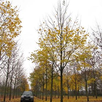 APL_Sol_baum_6xv_300-400x50-60x700-900b_R-50_21_11_13_jh_39266.jpg