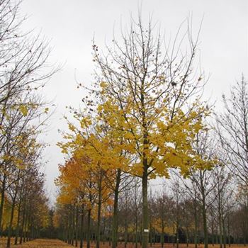 APL_Sol_baum_6xv_300-400x50-60x700-900a_R-50_21_11_13_jh_39265.jpg