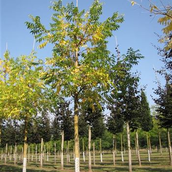 PAM_Sol_baum_4xv_150-200x30-35x400-500a_R-333_17_09_14_jh_40449.jpg