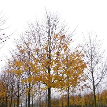 APL_Sol_baum_6xv_300-400x60-70x700-900_R-31_19_11_14_jh_39909.jpg
