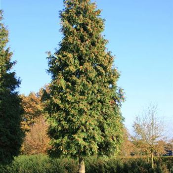 TPEX_Sol_baum_6xv_150-200x70-80x700-900_G_HGW70_2_23_10_07_20753.jpg