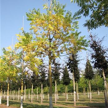 PAM_Sol_baum_4xv_150-200x30-35x400-500_R-333_17_09_14_jh_40448.jpg