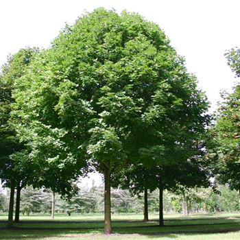 APL_Sol_baum_7xv_400-600x70-80x700-900_R_BO1351-52_30_08_04_2217.jpg