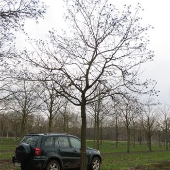 PAM_Sol_baum_6xv_300-400x50-60x500-700_R-1087_17_02_14_ahl_40450.jpg
