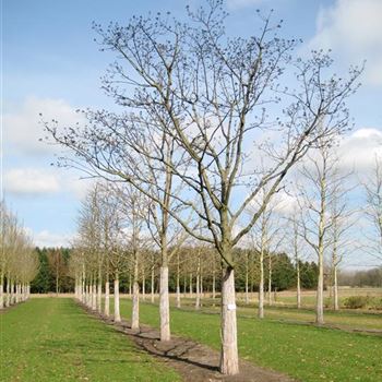 PAM_Sol_baum_6xv_300-400x50-60+x500-700_R_WE546_23_03_10_33925.jpg