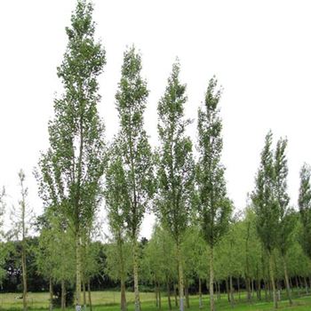 PNIT_Sol_baum_4xv_60-100x30-35x500-700a_G-451_14_07_11_jh_36663.jpg