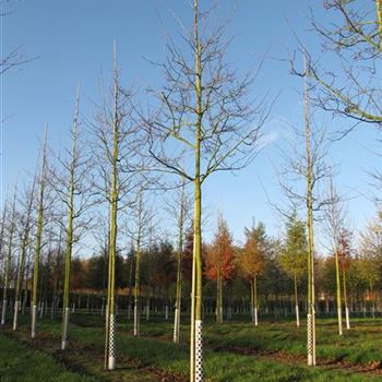 ALA_Sol_Baum_5xv_we_18-20_R-1053_21_11_14_kd_39585.jpg