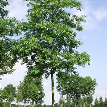 RPUN_Sol_baum_5xv_200-300x30-35x700-900_R_STE173_2_29_06_06_12203.jpg