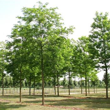 RPUN_Sol_baum_5xv_200-300x35-40x700-900_R_STE173_3_29_06_06_12206.jpg