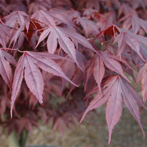 Acer palmatum 'Fireglow'