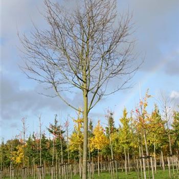 ALA_Sol_baum_5xv_STU30-35_Kr_br150-200_R_POL1207_09_11_06_14424.jpg