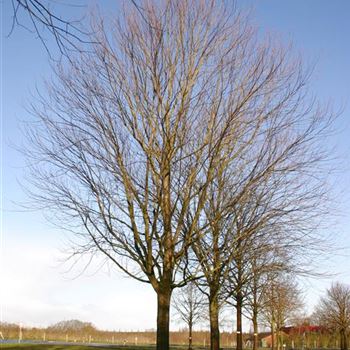 ASA_Sol_baum_7xv_400-600x100-120x900-1200_R_BO362_21_01_05_2979.jpg