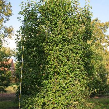PCCH_Spalier_5xv_Hoe300-350_OH_BRUE616_3A_07_10_08_25615.jpg