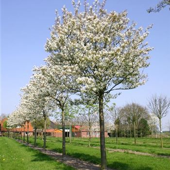 ALA_Sol_baum_5xv_200+x35-40_R_ON1063_24_04_05_6243.jpg