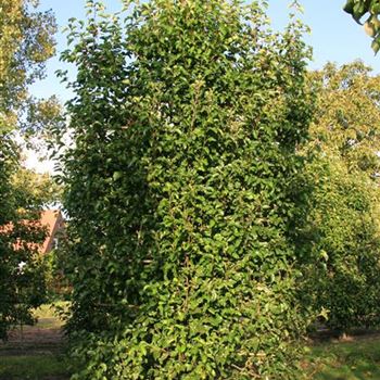 PCCH_Spalier_5xv_Hoe300-350_OH_BRUE616_3_07_10_08_25614.jpg