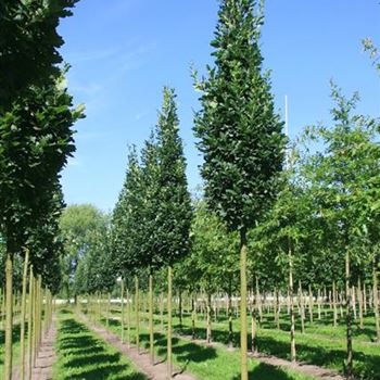 QRFKO_Sol_baum_5xv_STU20-25_R_HI-HM1031_30_07_08_24602.jpg