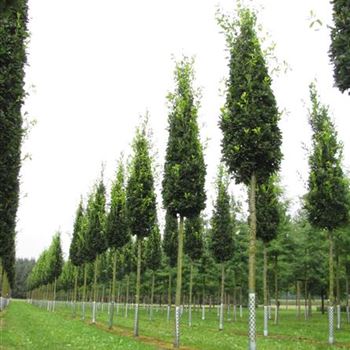 QRFKO_Sol_baum_5xv_25-30a_R-1041_14_09_15_jh_41778.jpg