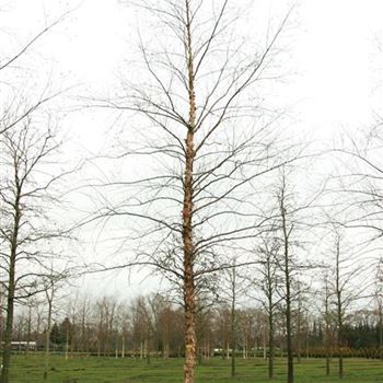 BNI_Sol_baum_6xv_300-400x45-50x700-900_R_POL1205_03_04_08_22909.jpg