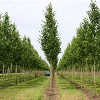 PCCH_Sol_baum_4xv_100-150x20-25x400-500_R_STE170_3_09_07_05_2513.jpg