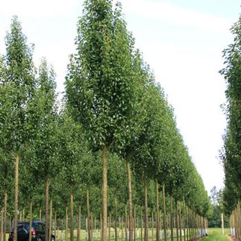 PCCH_Sol_baum_4xv_100-150x25-30x400-500_R_WE557_2_28_08_07_19713.jpg
