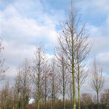 PCCH_Sol_baum_5xv_100-150x25-30x500-700b_R-1068_19_01_11_jh_36142.jpg