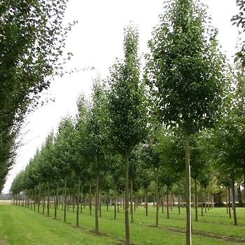 PCCH_Sol_baum_5xv_150-200x25-30x500-700_STH250_R_CA_3_01_10_04_1499.jpg
