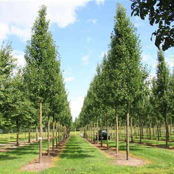 PCCH_Sol_baum_5xv_150-200x30-35x500-700_3_R_WE557_28_08_07_19716.jpg